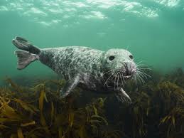 Image result for Chichester Sharks