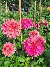 Image result for Dahlia x pinnata `Decorative Giants`