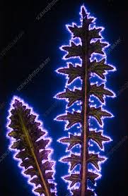 Attēlu rezultāti vaicājumam “Cirsium palustre leaf”