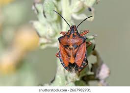 Attēlu rezultāti vaicājumam “Carpocoris sp. nymph”