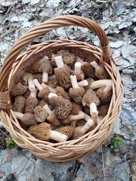 Attēlu rezultāti vaicājumam “Verpa bohemica”