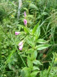 Attēlu rezultāti vaicājumam “Epilobium roseum”