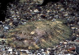 Image result for Scophthalmus maximus