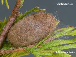 Attēlu rezultāti vaicājumam “Phragmatobia fuliginosa larva”