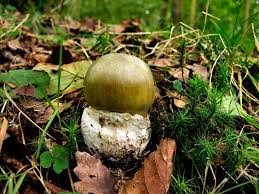 Attēlu rezultāti vaicājumam “Amanita phalloides”