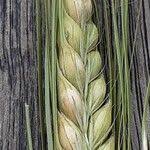 Attēlu rezultāti vaicājumam “Hordeum vulgare fruit”