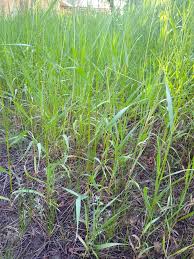 Attēlu rezultāti vaicājumam “Bromopsis inermis fruit”