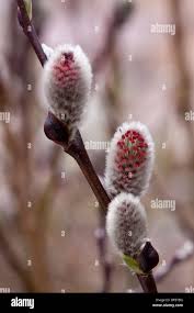 Attēlu rezultāti vaicājumam “Salix lapponum”