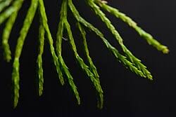 Attēlu rezultāti vaicājumam “Diphasiastrum tristachyum”