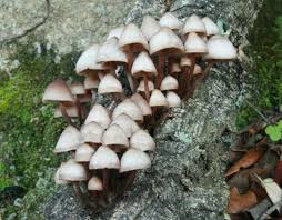 Attēlu rezultāti vaicājumam “Mycena haematopus”