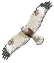 Attēlu rezultāti vaicājumam “Buteo lagopus adult”