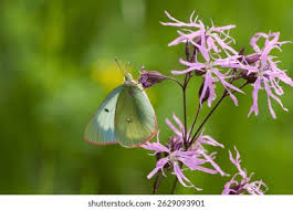 Attēlu rezultāti vaicājumam “Colias palaeno female”