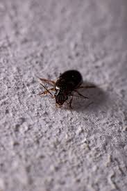 Attēlu rezultāti vaicājumam “Glischrochilus quadripunctatus imago”