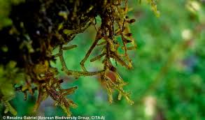 Attēlu rezultāti vaicājumam “Frullania tamarisci”