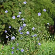 Image result for Cichorium intybus