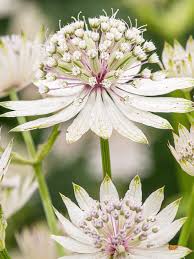 Attēlu rezultāti vaicājumam “Astrantia major”