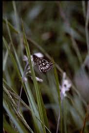 Attēlu rezultāti vaicājumam “Heteropterus morpheus”