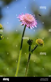 Attēlu rezultāti vaicājumam “Knautia arvensis flower”