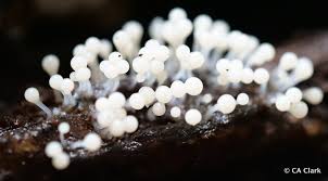 Attēlu rezultāti vaicājumam “Hemitrichia calyculata”