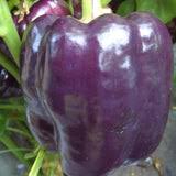 Afbeeldingsresultaat voor purple beauty sweet pepper
