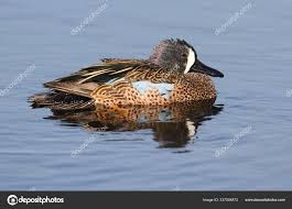 Image result for Anas discors