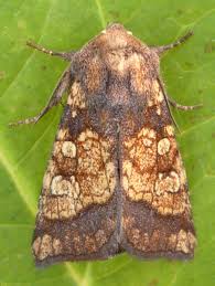 Attēlu rezultāti vaicājumam “Gortyna flavago”