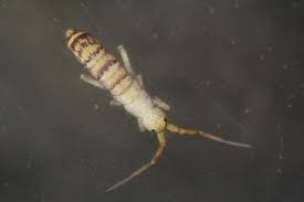 Attēlu rezultāti vaicājumam “Orchesella sp.”