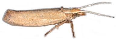 Attēlu rezultāti vaicājumam “Ypsolopha parenthesella”