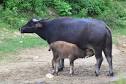      "dating of asia Buffalo"