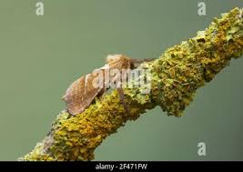 Attēlu rezultāti vaicājumam “Hepialus sylvina”