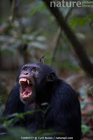 Attēlu rezultāti vaicājumam “Troglodytes troglodytes adult”