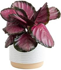 Attēlu rezultāti vaicājumam “Lycogala leopardinum sessile”