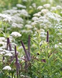 Attēlu rezultāti vaicājumam “Thalictrum lucidum flower”