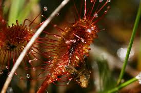 Attēlu rezultāti vaicājumam “Drosera x obovata”