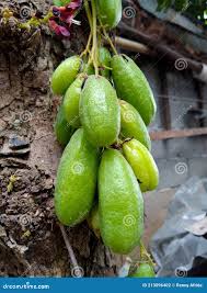 Attēlu rezultāti vaicājumam “Blysmus compressus fruit”