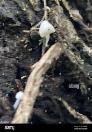 Attēlu rezultāti vaicājumam “Cudoniella acicularis”