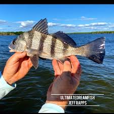 Image result for Pogonias cromis