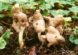 Attēlu rezultāti vaicājumam “Helvella elastica”