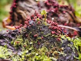 Attēlu rezultāti vaicājumam “Oligonema favogineum sessile”