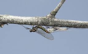 Attēlu rezultāti vaicājumam “Siphlonurus”