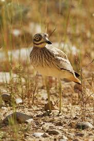 Image result for Burhinus oedicnemus