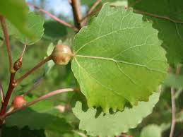 Attēlu rezultāti vaicājumam “Contarinia petioli”