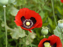 Attēlu rezultāti vaicājumam “Papaver somniferum flower”