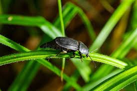 Attēlu rezultāti vaicājumam “Silpha obscura larva”