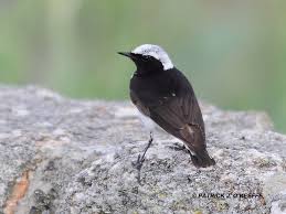 Image result for Oenanthe pleschanka