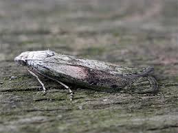 Attēlu rezultāti vaicājumam “Aphomia sociella male”