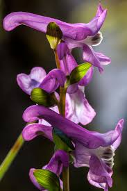 Attēlu rezultāti vaicājumam “Corydalis cava flower”