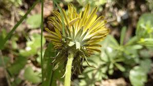 Attēlu rezultāti vaicājumam “Taraxacum officinale aggr.”