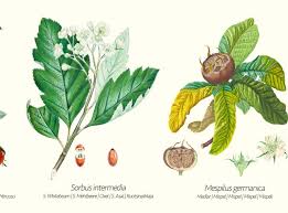 Attēlu rezultāti vaicājumam “Sorbus intermedia fruit”