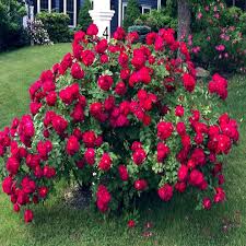 Attēlu rezultāti vaicājumam “xComagaria rosea  flower”